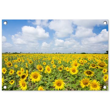 Tuinposter - Uitgestrekt veld zonnebloemen onder een blauwe hemel