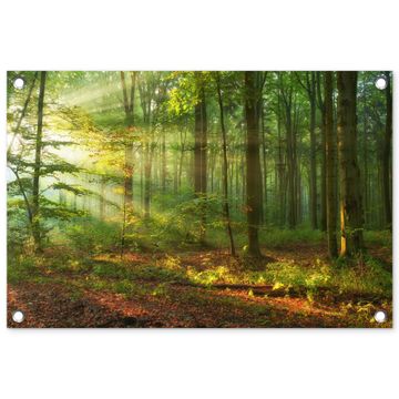 Tuinposter - Ochtendlicht in het bos