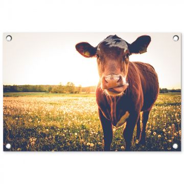 Tuinposter - Koe bij zonsondergang op een veld vol paardenbloemen