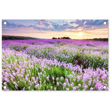 Tuinposter - Lavendelvelden bij zonsondergang