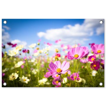 Tuinposter - Veld vol kleurrijke bloemen